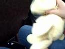 bunnyandflatty
