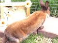 LolaKnows Bunnehs