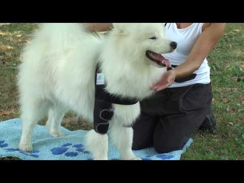 Nature Pet - Ellbogenbandage für Hunde