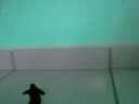drit-su-primera-aparicion.html