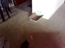 teasing my kitty with a lazer teasing my kitty with a lazer