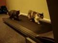 Chat Tapis Roulant