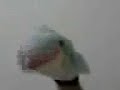 You gandered at my ward