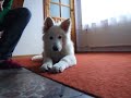 \"wstyd? si?!\" :) \"shame on you!\" bia?y owczarek szwajcarski/white swiss shepherd \"wstyd? si?!\" :) \"shame on you!\" bia?y owczarek szwajcarski/white swiss shepherd