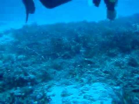 Grabbing a deadly sea snake