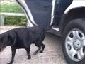 Baxter's Day Out  Walking How-To's Walking