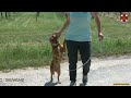 Click here to watch this video Hunde aus Ungarn suchen ein Zuhause 74.