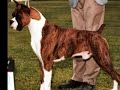 judging the boxer part 1 the boxer is a square not a rectangle