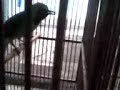 Cucak Hijau Cucak Hijau