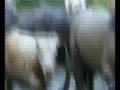 Oameni şi animale înoată prin noroi în Sălaj