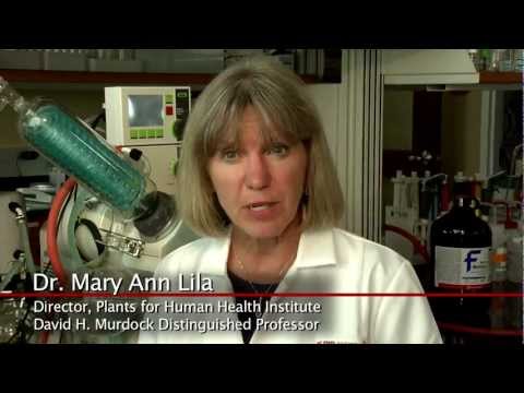 how to isolate bioactive compounds from plant