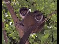 new scientist video round up   may 16 2008