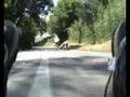 videos de Petriano soap box race