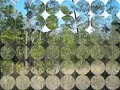South Carolina Land: Large Low Country Acreage Tract