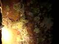 World's Deadliest Spider:  Funnel Web Spider