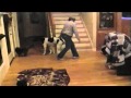 Stem Cell Therapy--Hillcrest Animal Hospital