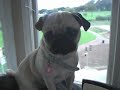 winston-phoebe-crazy-pugs-.html
