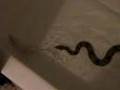Snake-Eats-Rat-A-Com