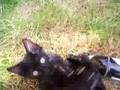 videos de Alky Lucky