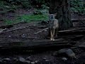 Coyotes at Northwest Trek August, 2006
