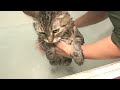 Mushka is taking a bath Mushka is taking a bath
