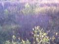 videos de 6 pointer