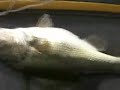 couple-nice-fish.html