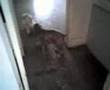 Red Rover -- Small dog chase, into the light