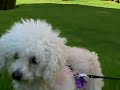Maltese, Maltipoo, & Poodle puppies
