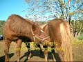 IndiAn-na Spirit Farm 4 - ?umour - � www.sotos206.gr