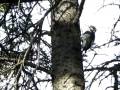 videos de Woodpecker at Eagle Lake, CO
