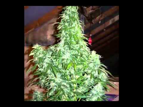 how to harvest northern lights
