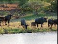South Africa: Wildebeeste Herd Drinking At Waterhole