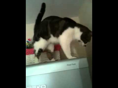 The Amazing Spider Cat