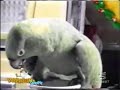 ببغاء يقلد بكاء الاطفال سبحان الله