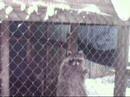 Winter at the Raccoon Orphanage