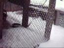 Winter at the Raccoon Orphanage