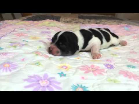 Whiskey - male Havanese Bichon Frise puppy