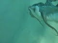 2 octopus hidding on a pole - Ink Squirt - 2 pulpos en una barra - Chorro de tinta