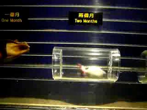 hong_kong-ocean_park-bamboo_shark_cycle.MOV