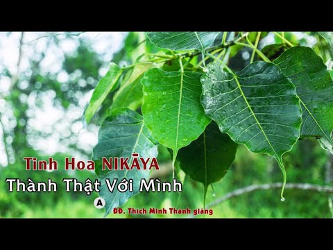 Tinh Hoa NIKAYA – Thành Thật Với Mình A