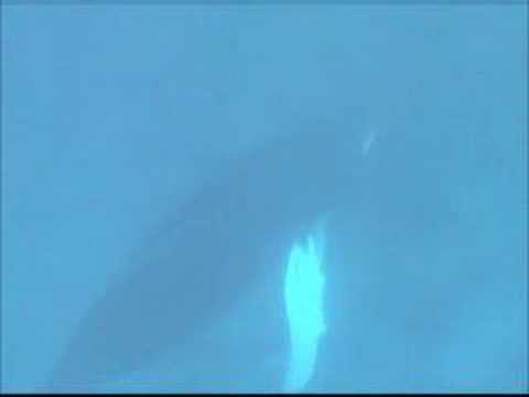 0 Ballenas Jorobadas en Samaná