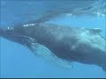 Whales of Samana Bay, Dominican Republic