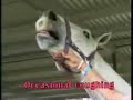 horse flu equine influenza EI symptoms