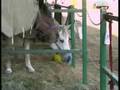 Clinical Symptoms Equine Influenza