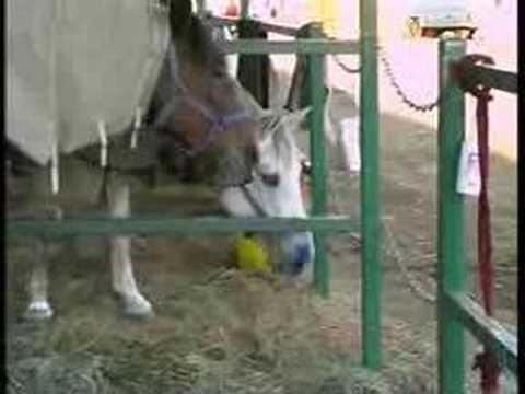 how to treat colic in llamas