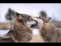 Wolves