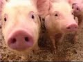 un documental de animales