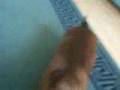 Salchicha video