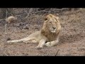 lions roaring
